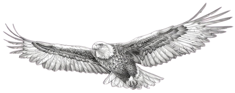 NVG Eagle Sketch Watermark
